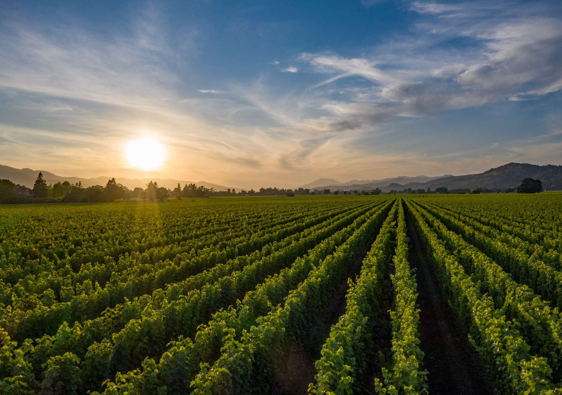 Oakville Vineyard at golden hour