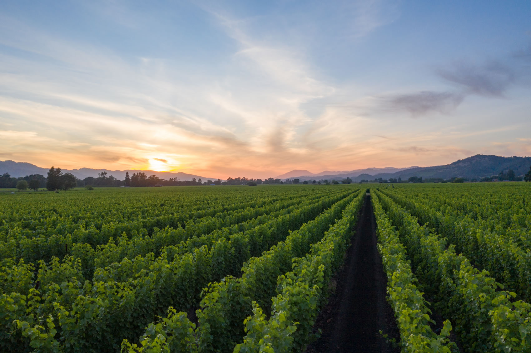 O'Shaughnessey Oakville Vineyard