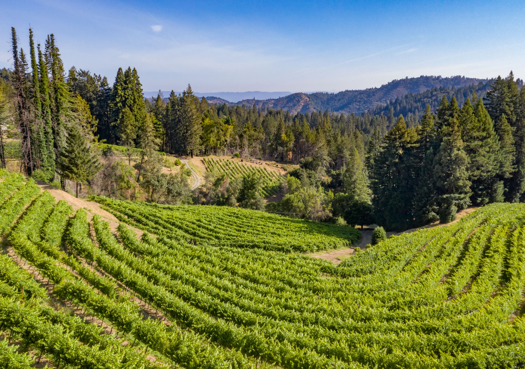 O'Shaughnessey Mt. Veeder Vineyard